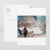 かわいいアナグマ2頭 ポストカード (正面/裏面)