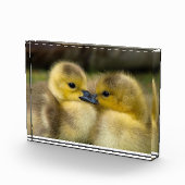 かわいいアヒルの写真 フォトブロック (右)