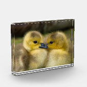 かわいいアヒルの写真 フォトブロック (左)