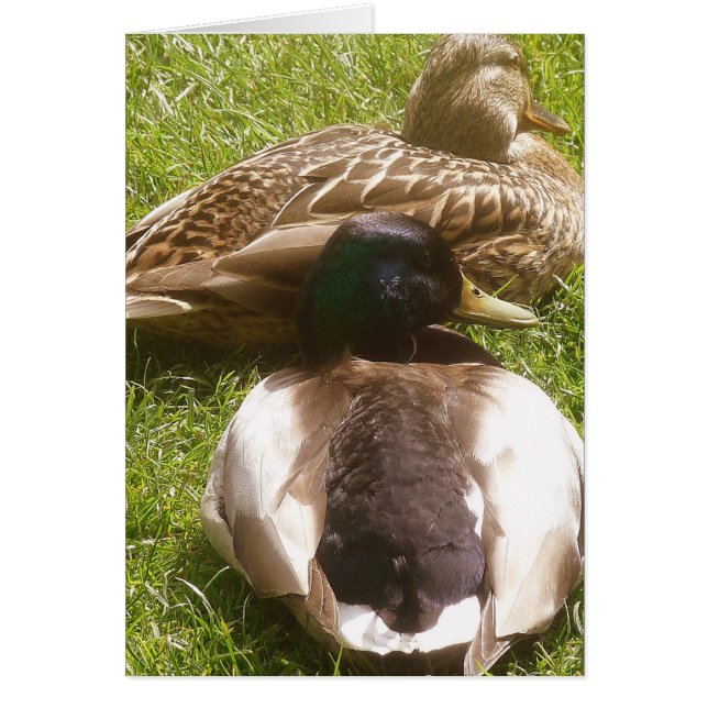 かわいいアヒル2枚 (正面)