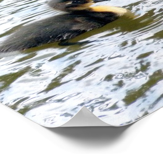 かわいいアヒル ポスター (角)