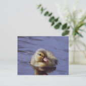 かわいいアヒル ポストカード (スタンド正面)