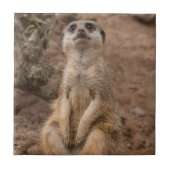 かわいいアフリカのミールカット野生動物 タイル (正面)