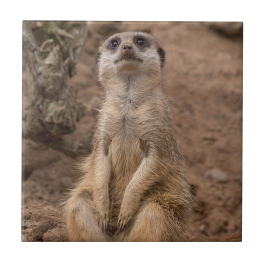 かわいいアフリカのミールカット野生動物 タイル (正面)