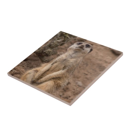 かわいいアフリカのミールカット野生動物 タイル (側面)