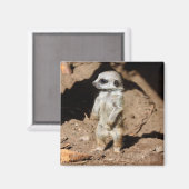 かわいいアフリカのメルカット動物 マグネット (正面/裏面)