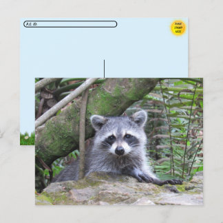 かわいいアライグマの赤ちゃんの写真 ポストカード