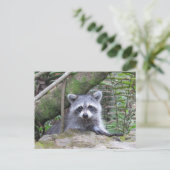 かわいいアライグマの赤ちゃんの写真 ポストカード (スタンド正面)