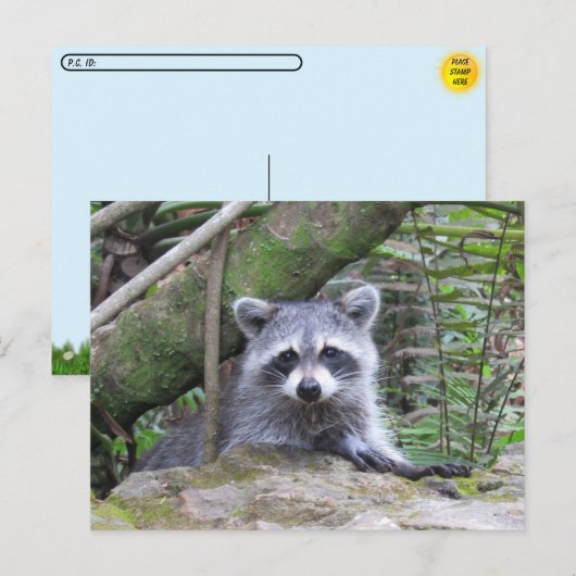 かわいいアライグマの赤ちゃんの写真 ポストカード (正面/裏面)