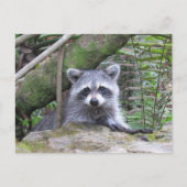 かわいいアライグマの赤ちゃんの写真 ポストカード (正面)