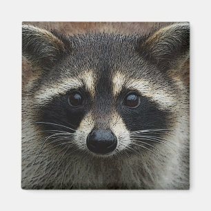 かわいいアライグマの顔の写真 マグネット