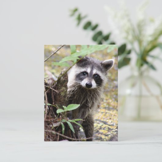 かわいいアライグマ写真はがき ポストカード (スタンド正面)