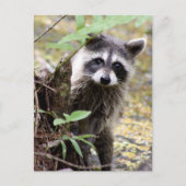 かわいいアライグマ写真はがき ポストカード (正面)