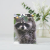 かわいいアライグマ写真はがき ポストカード (スタンド正面)