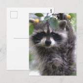 かわいいアライグマ写真はがき ポストカード (正面/裏面)