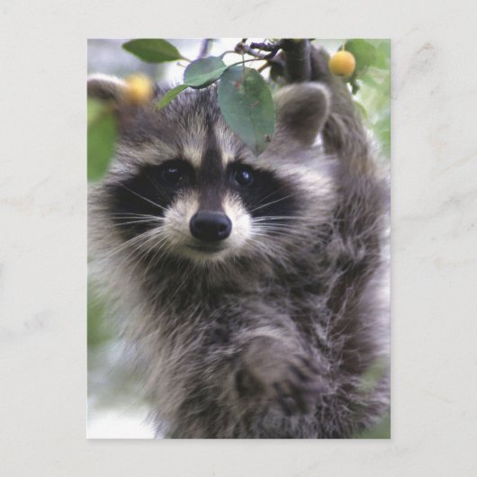 かわいいアライグマ写真はがき ポストカード (正面)
