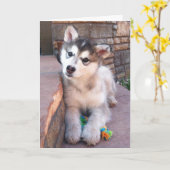 かわいいアラスカンマラミュートの子犬が頭を傾げる写真 カード (黄色い花)