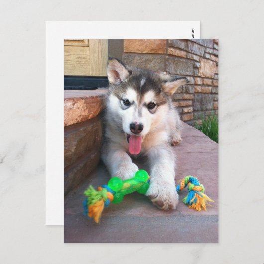 かわいいアラスカンマラムートの子犬の写真　会いたい ポストカード (正面/裏面)