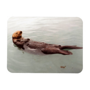 かわいいアラスカ・シー・カワウソの写真がデザインされた冷蔵庫 マグネット