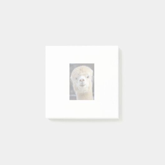 かわいいアルパカのフワフワした顔 ポストイット (正面)