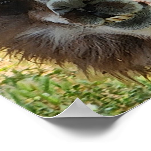 かわいいアルパカ ポスター (角)