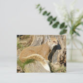 かわいいイエローモングース ポストカード (スタンド正面)