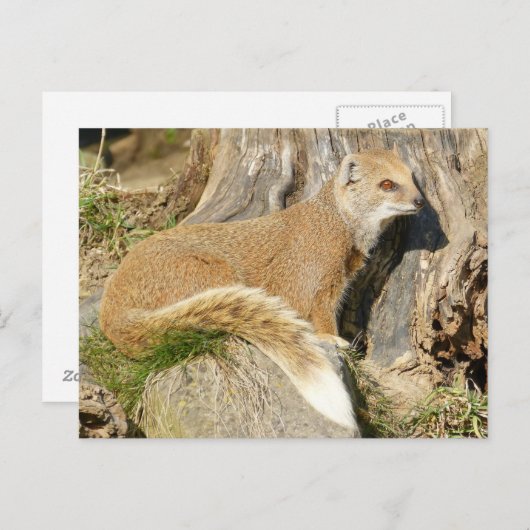 かわいいイエローモングース ポストカード (正面/裏面)