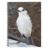 かわいいウイスキーのジャックバード自然写真 ノートブック (正面)