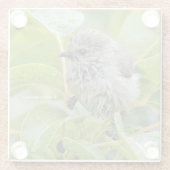 かわいいウェットウィーブシュティートソンバードオンローレル ガラスコースター (裏面)