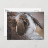 かわいいウサギのイースター・ポストカード ポストカード (正面/裏面)