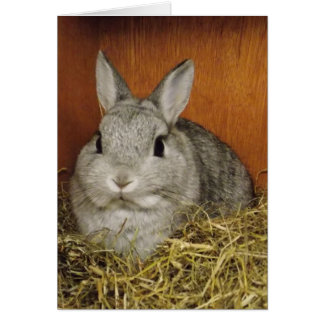 かわいいウサギのカード