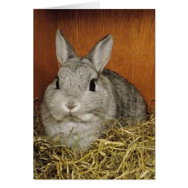 かわいいウサギのカード (正面)