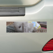 かわいいウサギのドレス|過去記事 バンパーステッカー (車上)