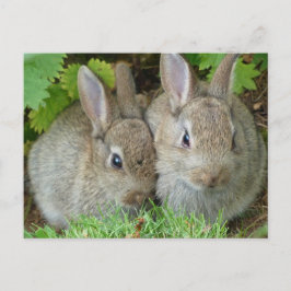 かわいいウサギの動物の平和の愛の運命 ポストカード