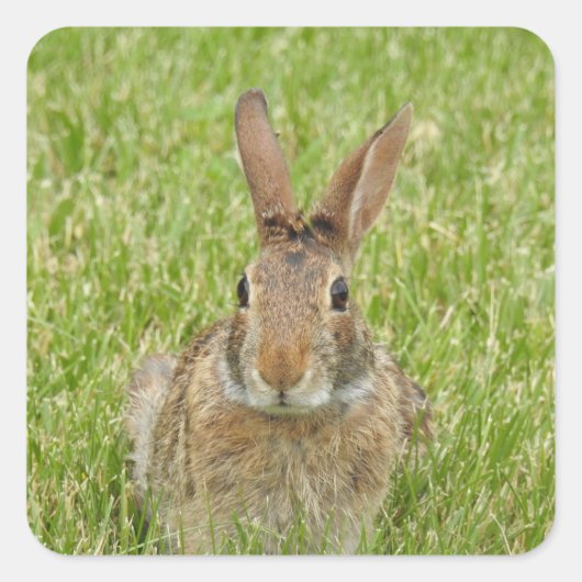 かわいいウサギ スクエアシール (正面)