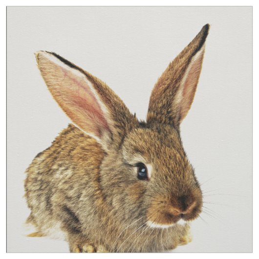 かわいいウサギ ファブリック (見本)