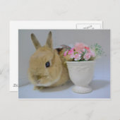 かわいいウサギ ポストカード (正面/裏面)