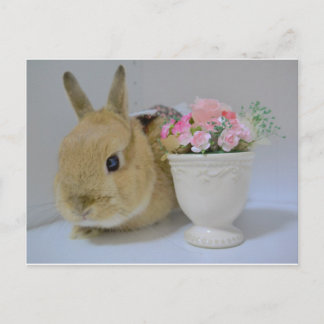 かわいいウサギ ポストカード