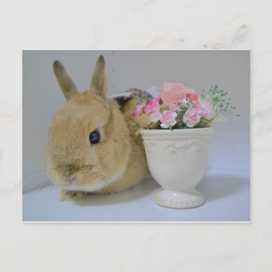 かわいいウサギ ポストカード (正面)