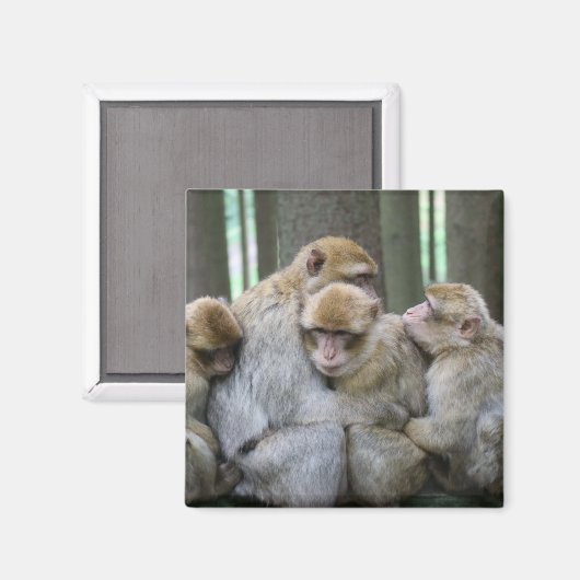 かわいいエイプファミリーグループハグ写真 マグネット (正面/裏面)