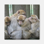 かわいいエイプファミリーグループハグ写真 マグネット (正面)