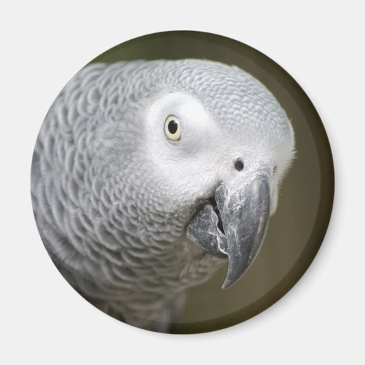 かわいいオウム マグネット (正面)