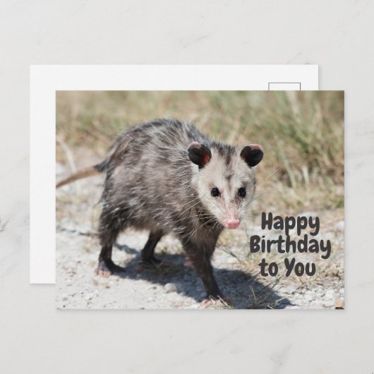かわいいオポッサムお誕生日おめでとう ポストカード (正面/裏面)