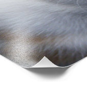 かわいいオレンジと白い子猫のポスター フォトプリント            (角)