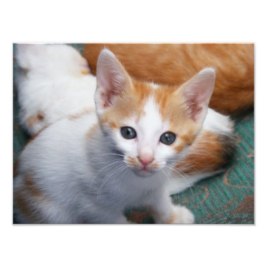 かわいいオレンジと白の子猫ポスター フォトプリント            (正面)