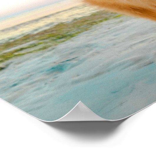 かわいいオレンジポメラニア犬インサンドアットザビーチ ポスター (角)