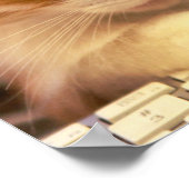 かわいいオレンジ色の子猫秋眠る ポスター (角)