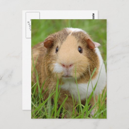 かわいいオレンジ色の白いモルモットの草の中 ポストカード (正面/裏面)