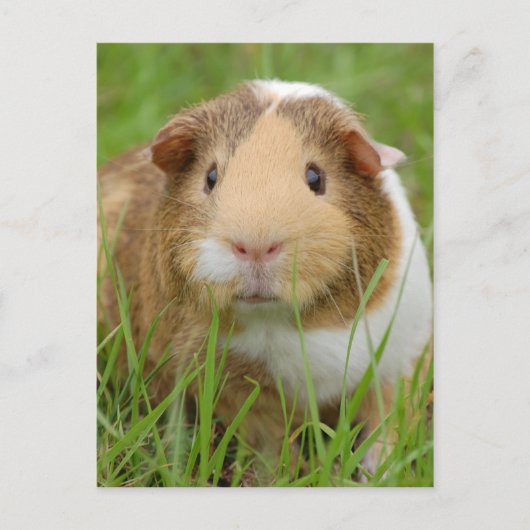 かわいいオレンジ色の白いモルモットの草の中 ポストカード (正面)