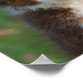 かわいいオーストラリアの羊飼いの子犬 ポスター (角)